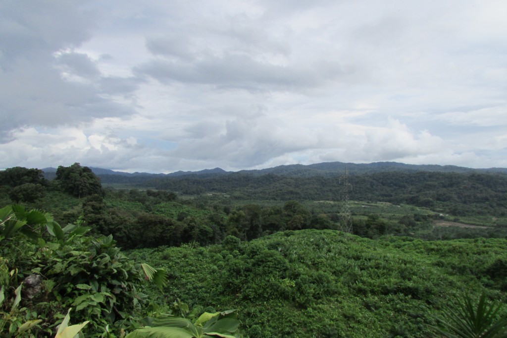 Producing Palm Oil Farm In Southern Costa Rica On 245 Acres
