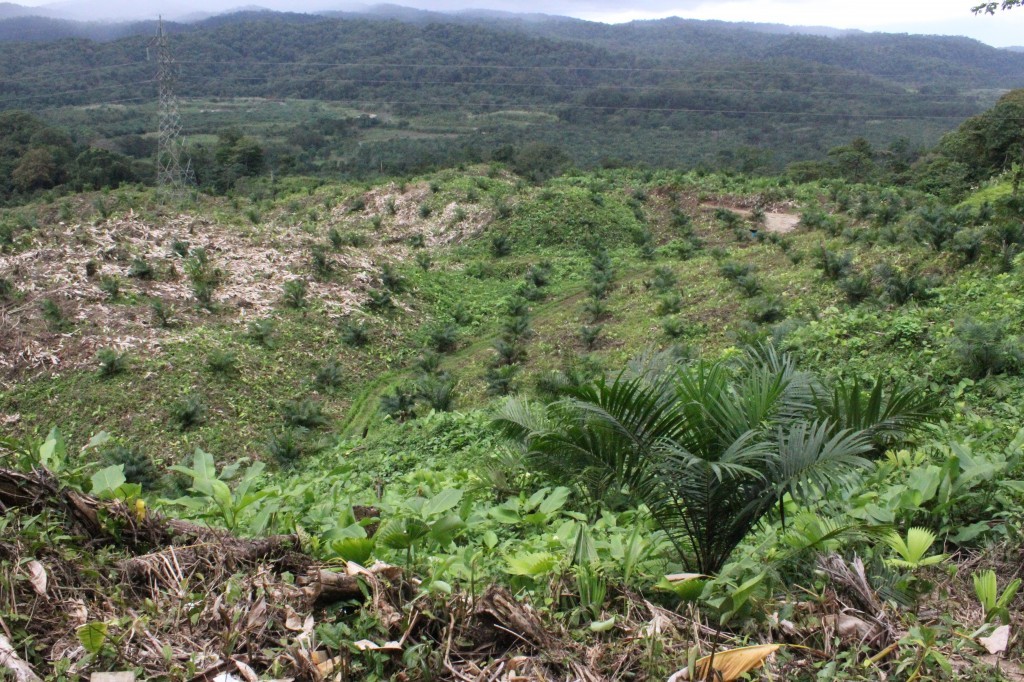 Producing Palm Oil Farm In Southern Costa Rica On 245 Acres