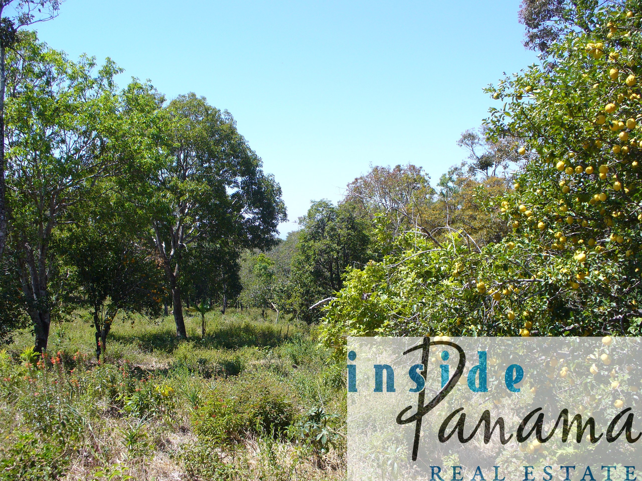 Boquete Panama Real Estate 1 Hec. + 7,922.77m2 of Buildable Raw Land For Sale, Palmira Boquete 6
