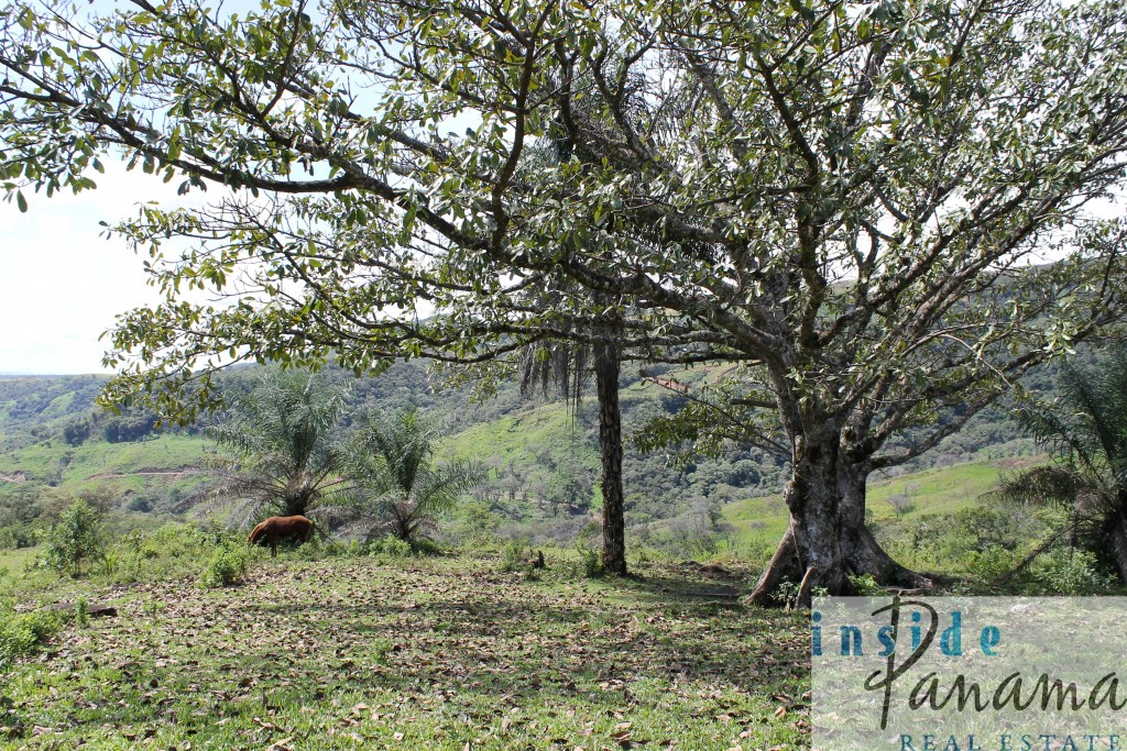 Spectacular Farm for Sale in Boquete, Panama.