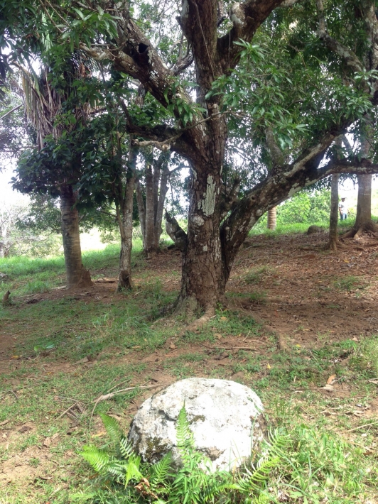 Small farm, 6 hectares with easy access only 20 minutes from Las Tablas