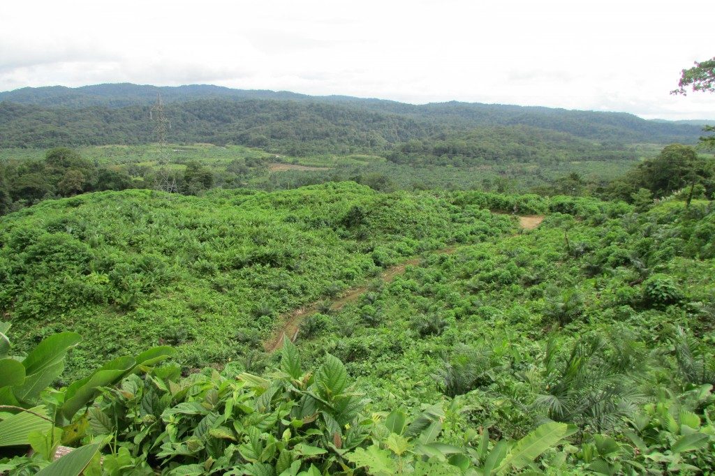 Producing Palm Oil Farm In Southern Costa Rica On 245 Acres