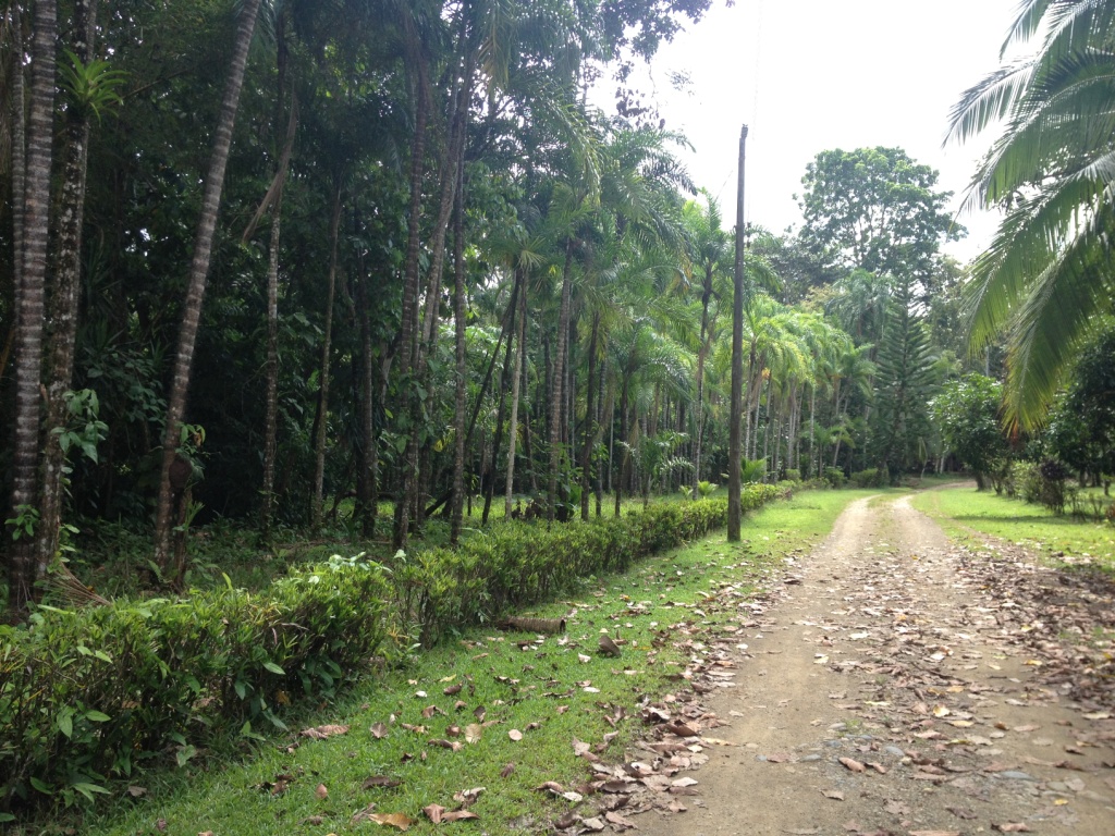 OsaPeninsulaCostaRicapropertycostaricarealestateservicePROP88226