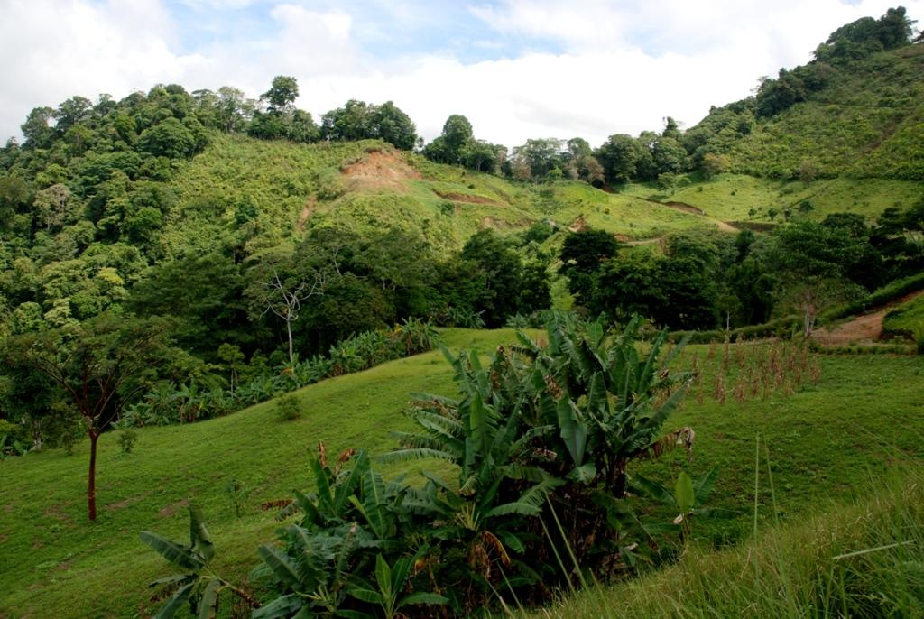 OsaPeninsulaCostaRicapropertycostaricarealestateservicePROP15720